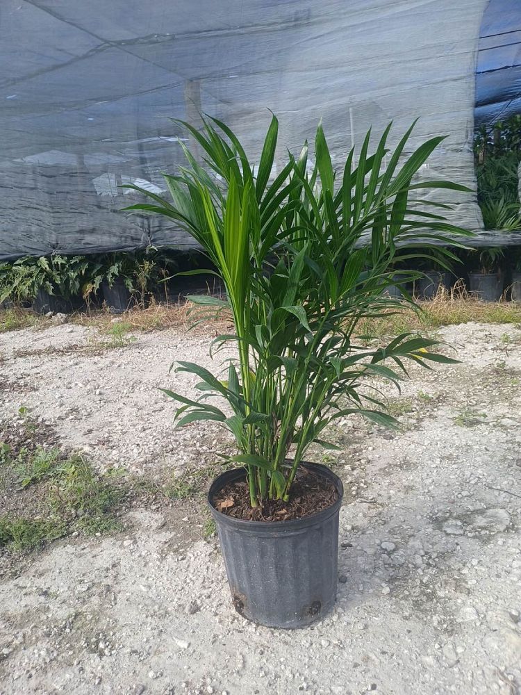 chamaedorea-cataractarum-cat-palm