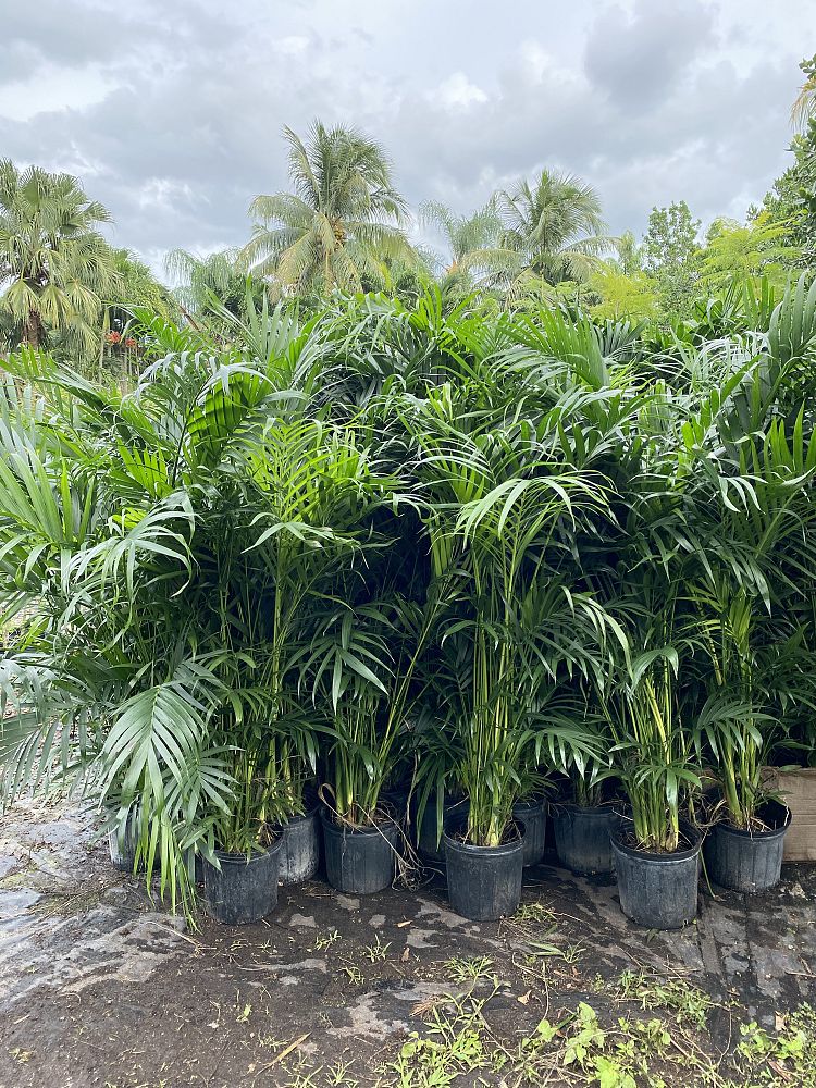 chamaedorea-cataractarum-cat-palm
