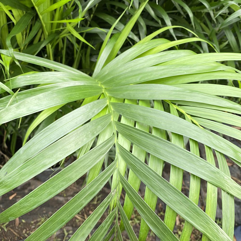 chamaedorea-cataractarum-cat-palm