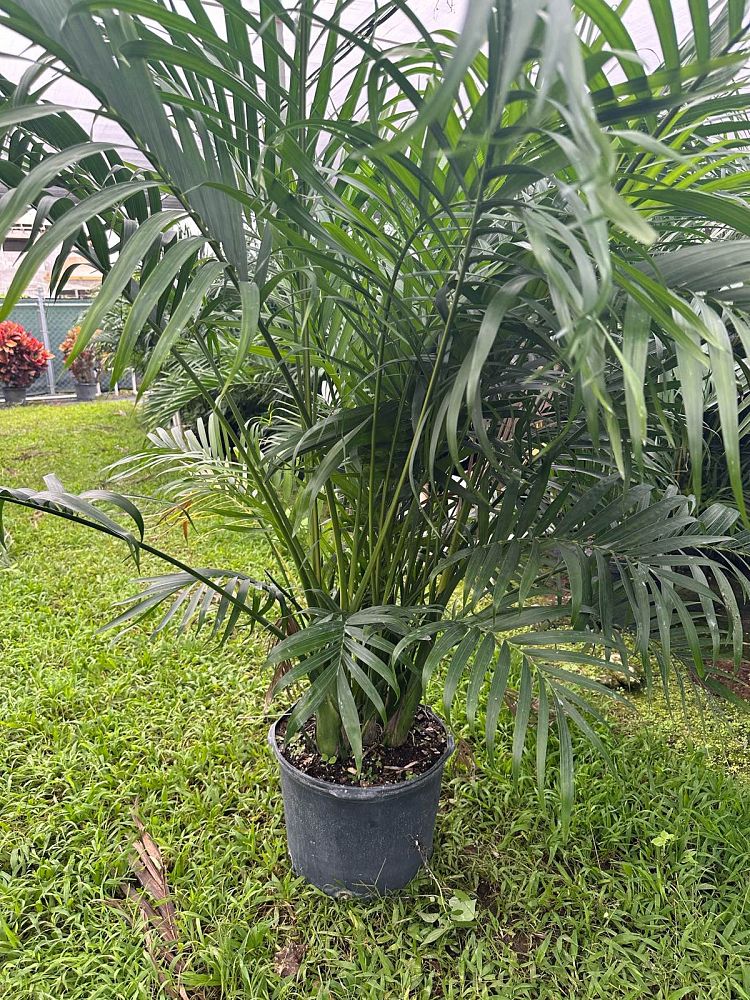 chamaedorea-cataractarum-cat-palm