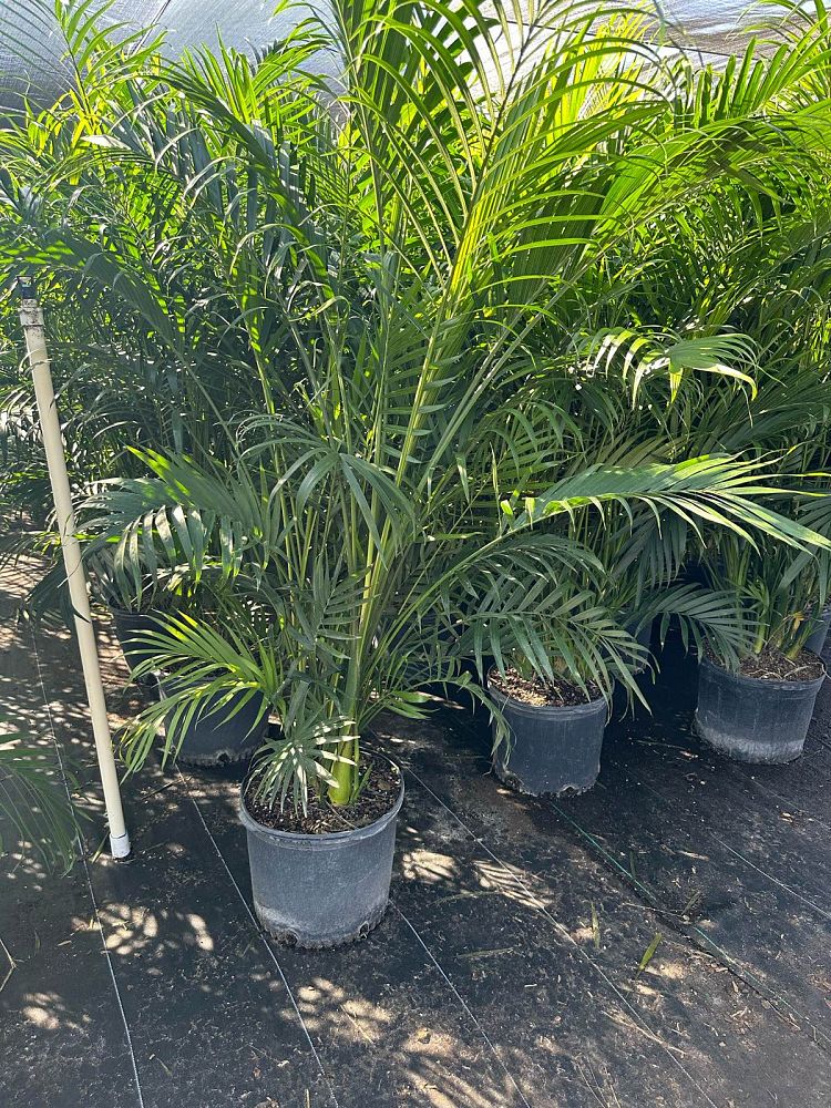 chamaedorea-cataractarum-cat-palm