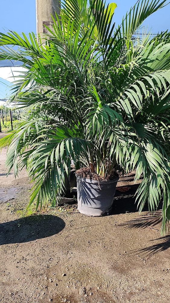 chamaedorea-cataractarum-cat-palm