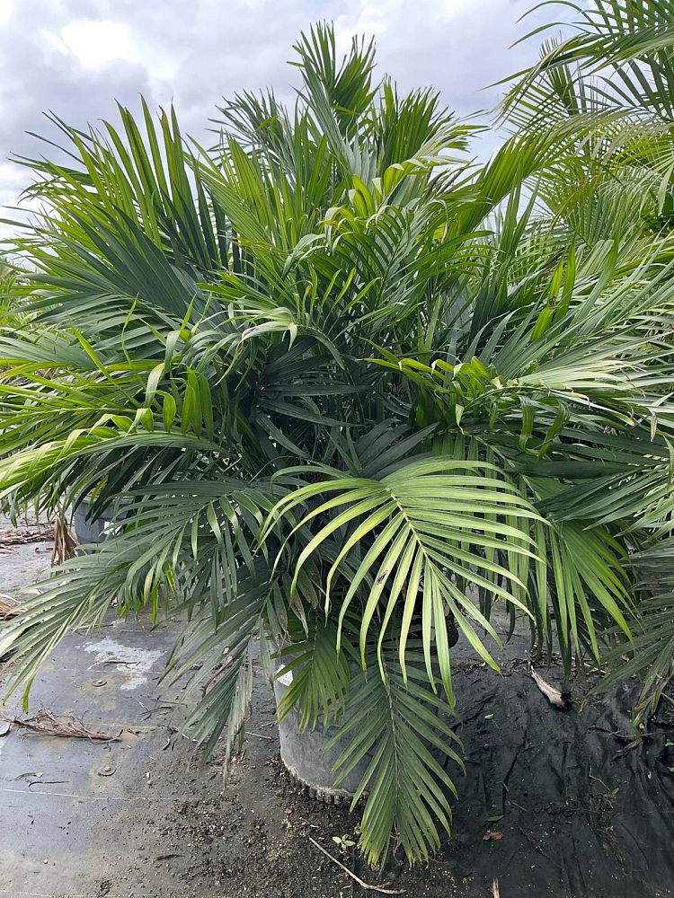 chamaedorea-cataractarum-cat-palm