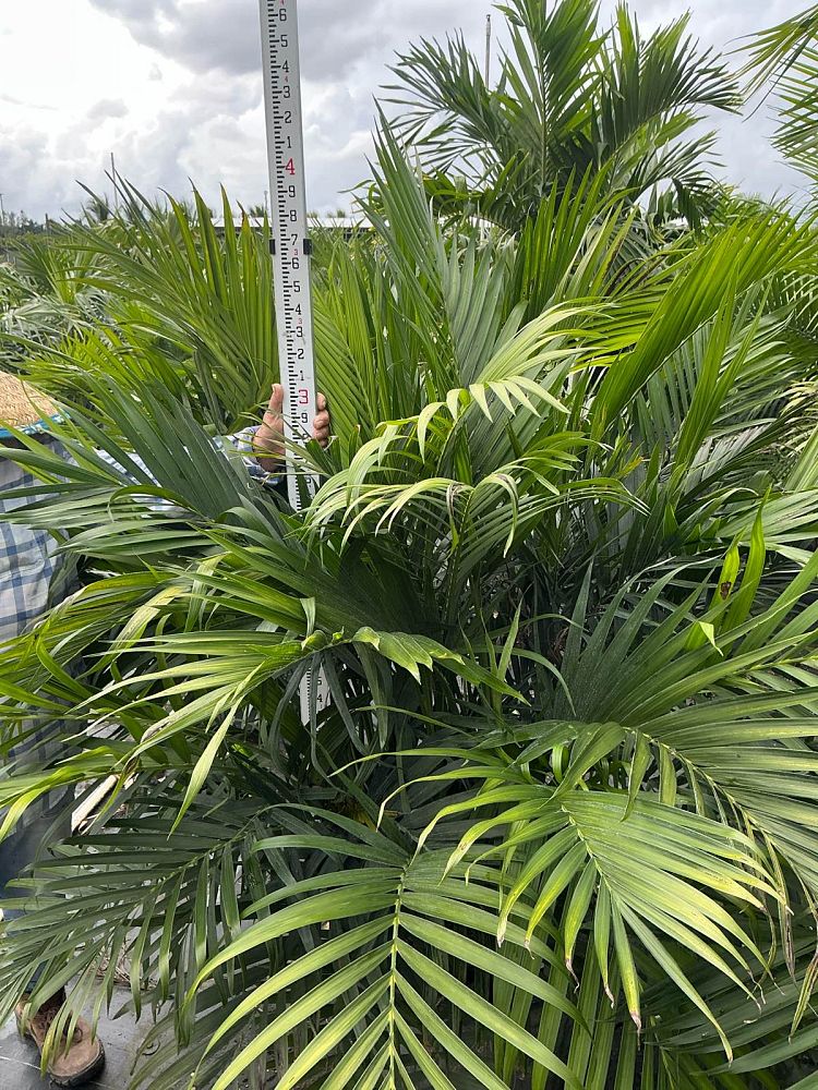 chamaedorea-cataractarum-cat-palm