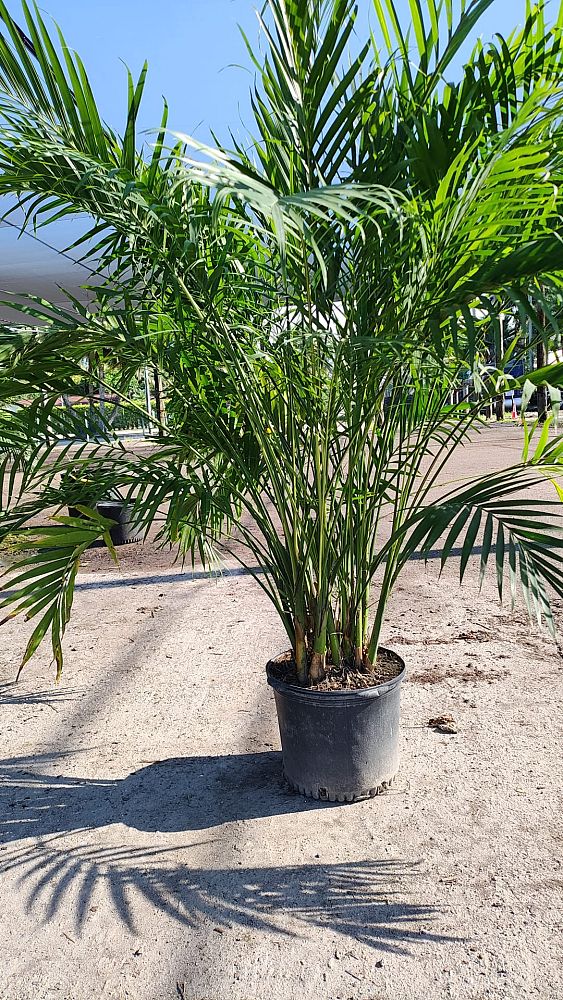 chamaedorea-cataractarum-cat-palm