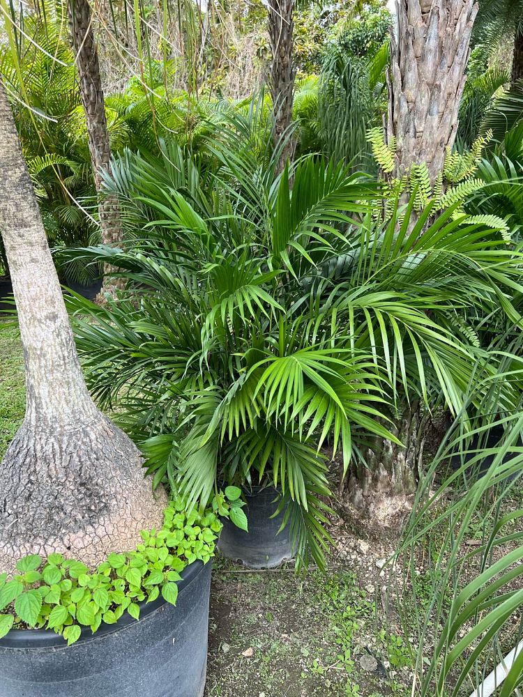 chamaedorea-cataractarum-cat-palm