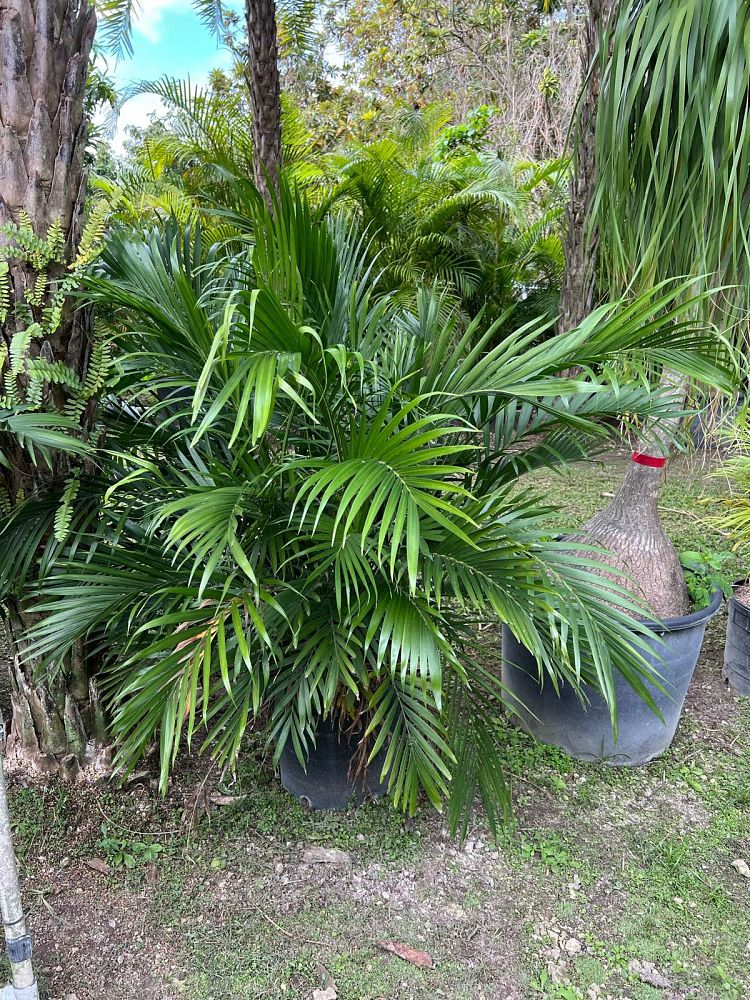 chamaedorea-cataractarum-cat-palm