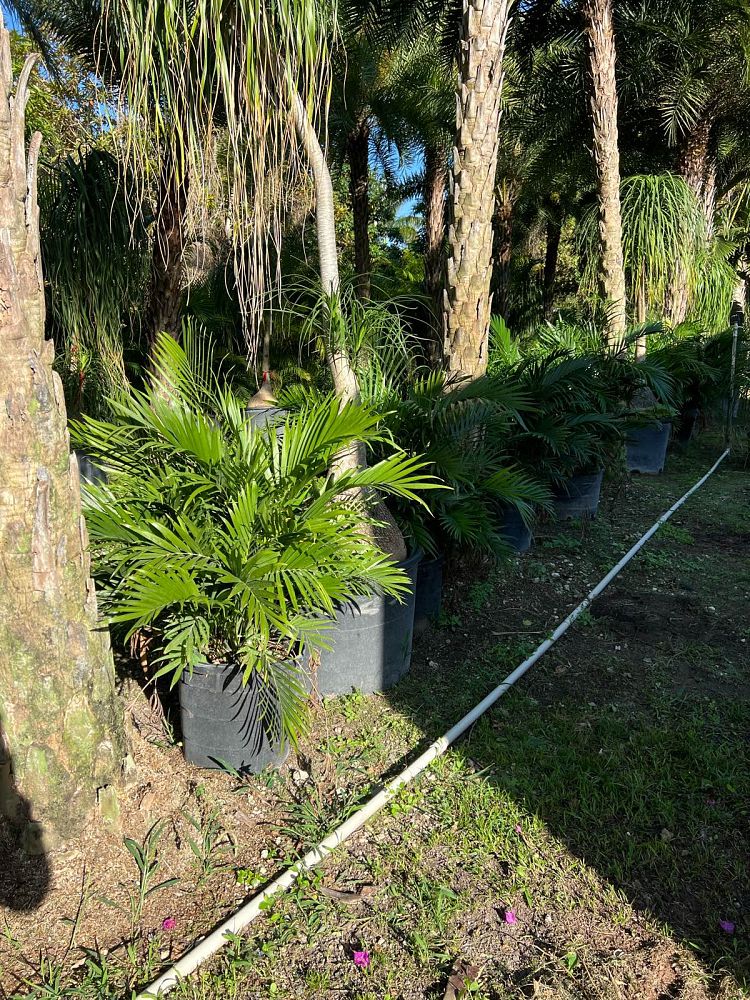 chamaedorea-cataractarum-cat-palm