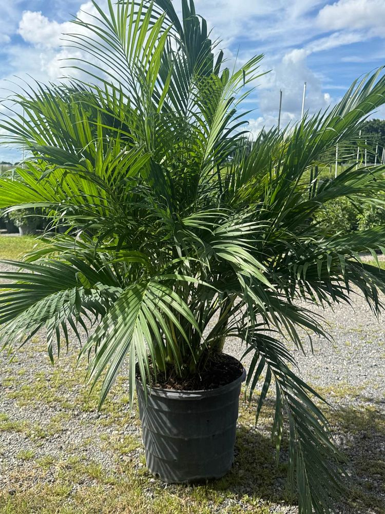 chamaedorea-cataractarum-cat-palm