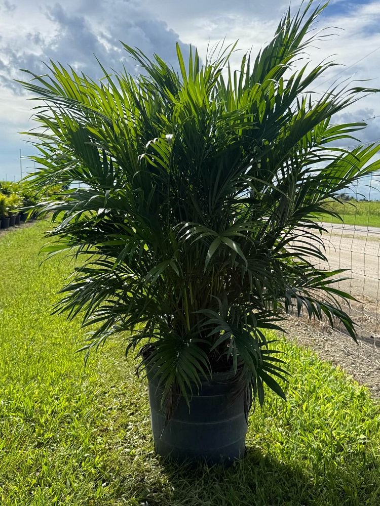 chamaedorea-cataractarum-cat-palm