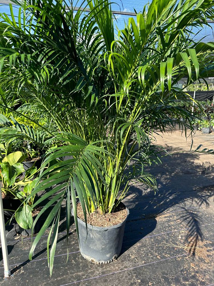 chamaedorea-cataractarum-cat-palm