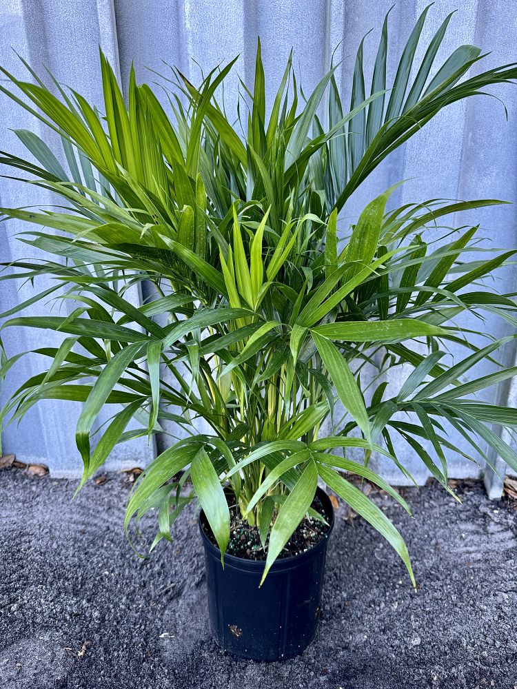 chamaedorea-cataractarum-cat-palm