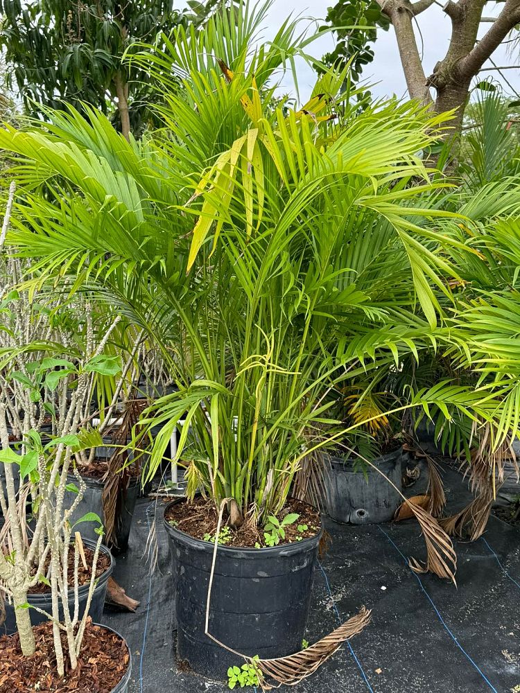 chamaedorea-cataractarum-cat-palm