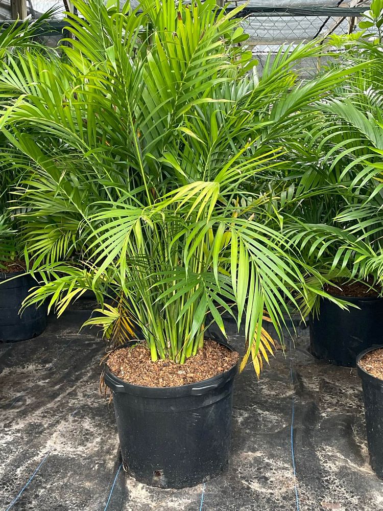 chamaedorea-cataractarum-cat-palm