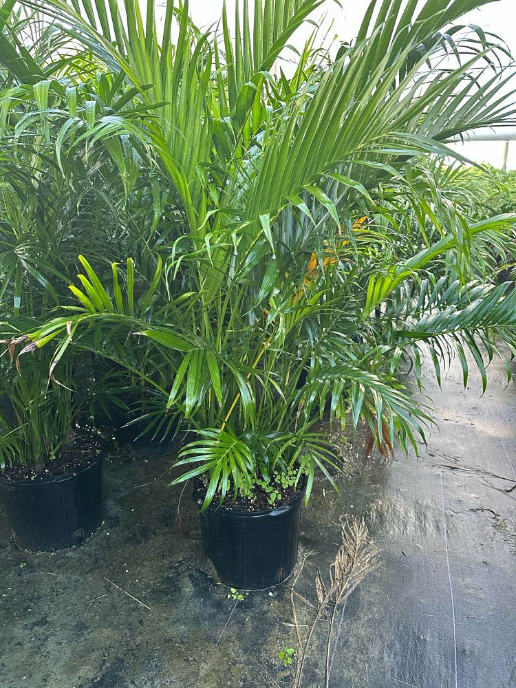 chamaedorea-cataractarum-cat-palm