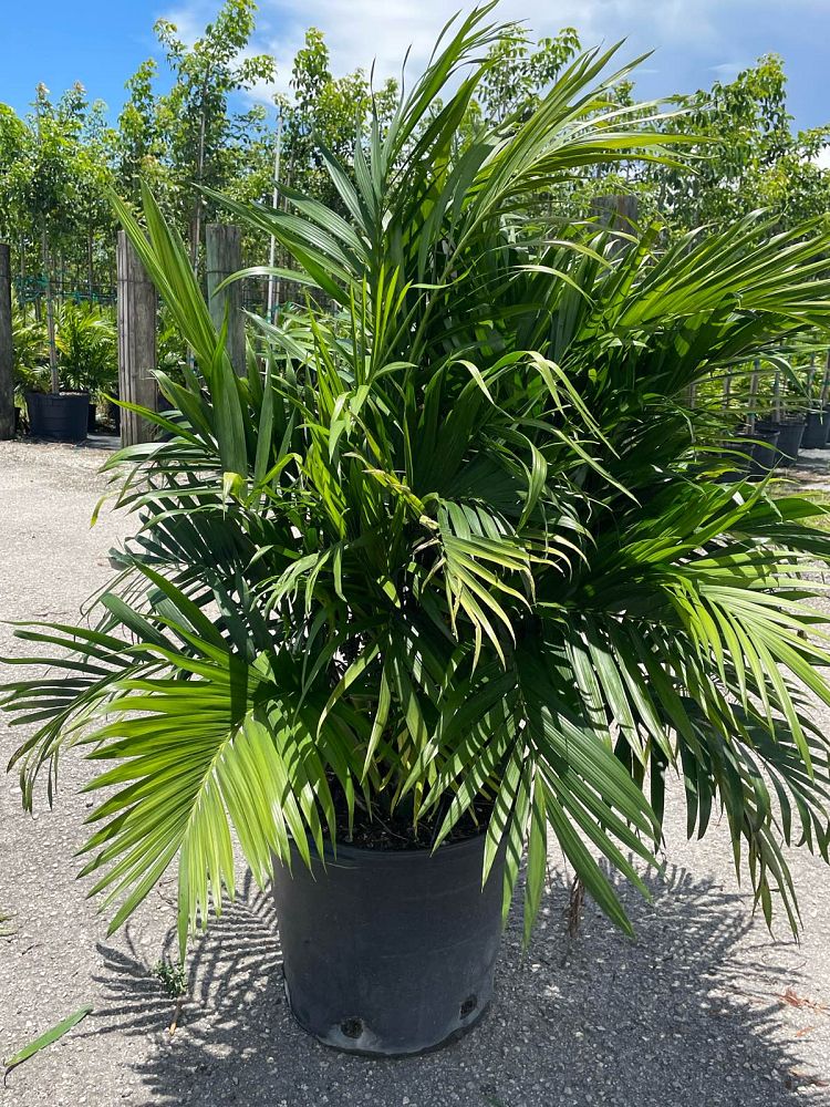 chamaedorea-cataractarum-cat-palm