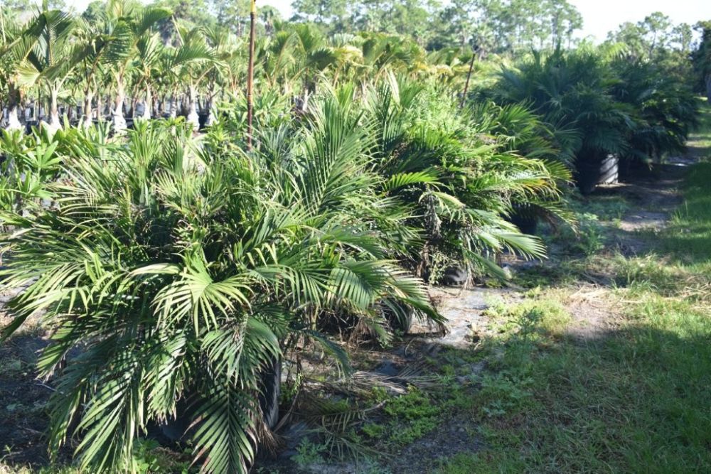 chamaedorea-cataractarum-cat-palm
