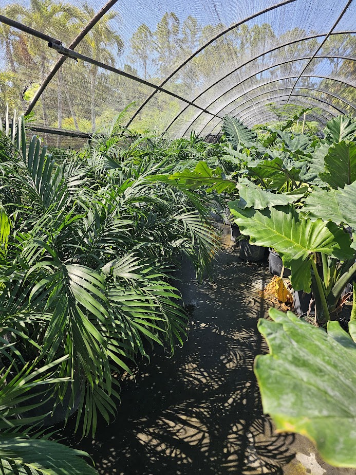 chamaedorea-cataractarum-cat-palm