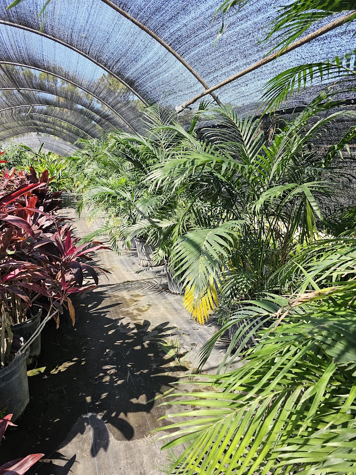 chamaedorea-cataractarum-cat-palm