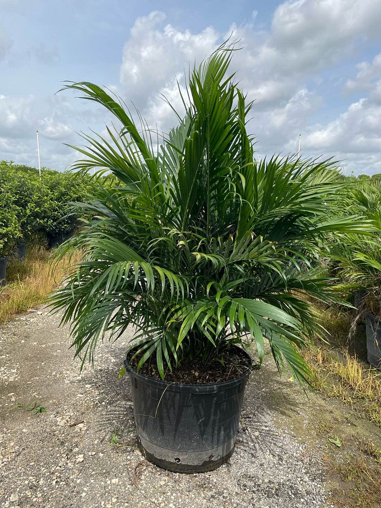 chamaedorea-cataractarum-cat-palm