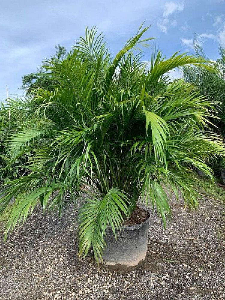 chamaedorea-cataractarum-cat-palm