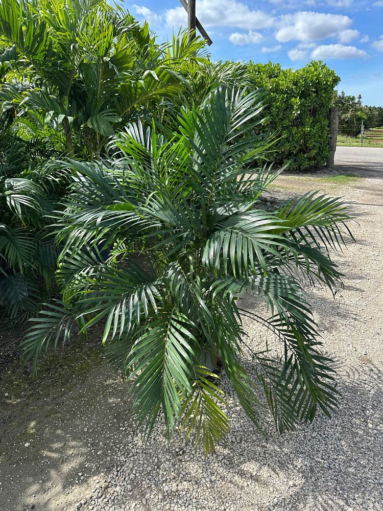 chamaedorea-cataractarum-cat-palm
