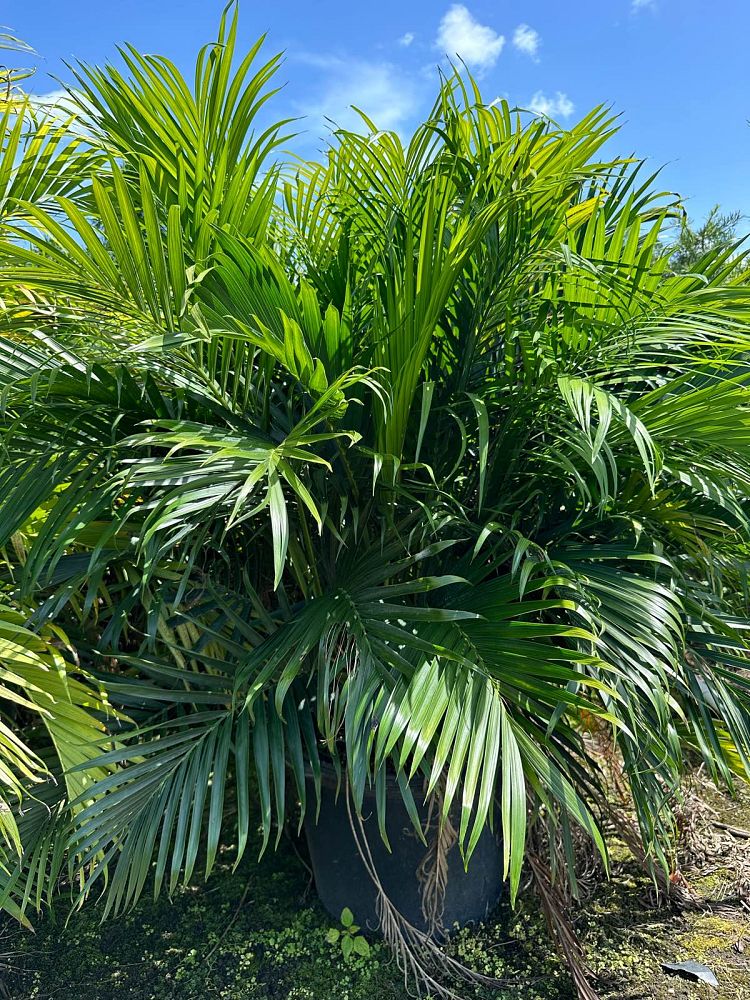 chamaedorea-cataractarum-cat-palm