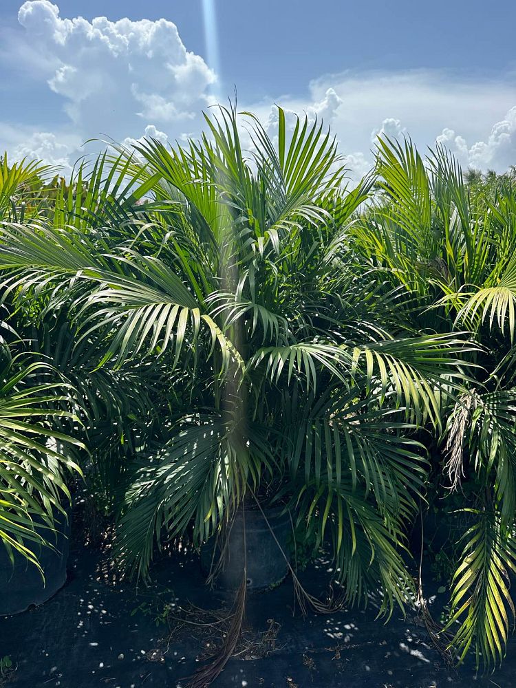chamaedorea-cataractarum-cat-palm