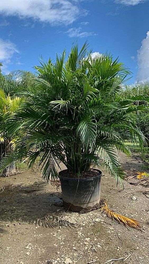 chamaedorea-cataractarum-cat-palm