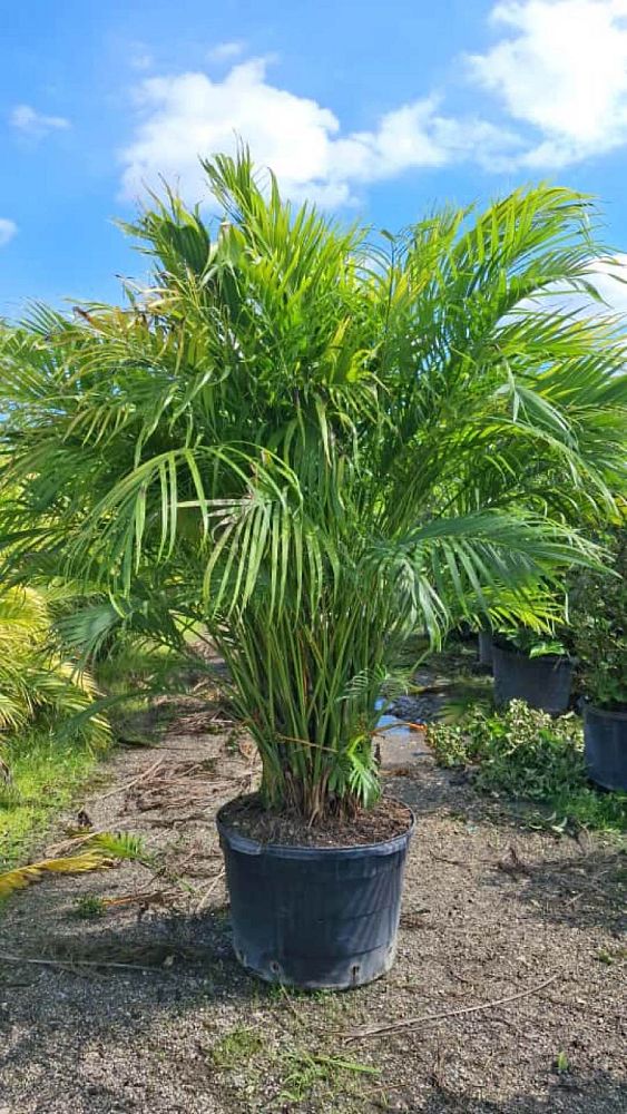chamaedorea-cataractarum-cat-palm
