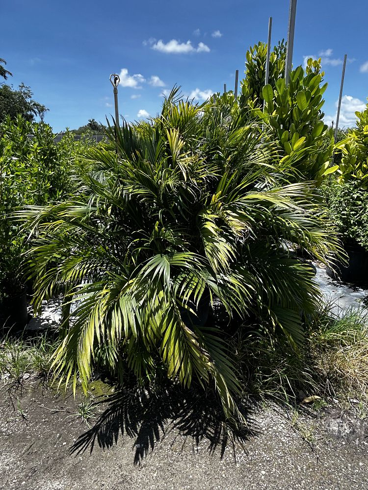 chamaedorea-cataractarum-cat-palm