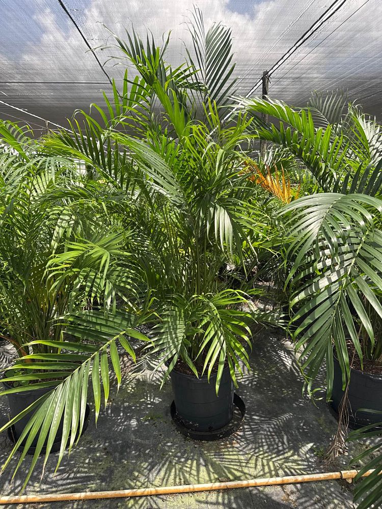 chamaedorea-cataractarum-cat-palm