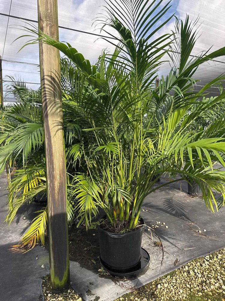 chamaedorea-cataractarum-cat-palm