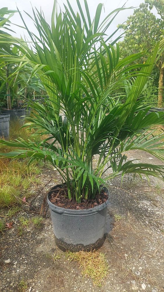 chamaedorea-cataractarum-cat-palm