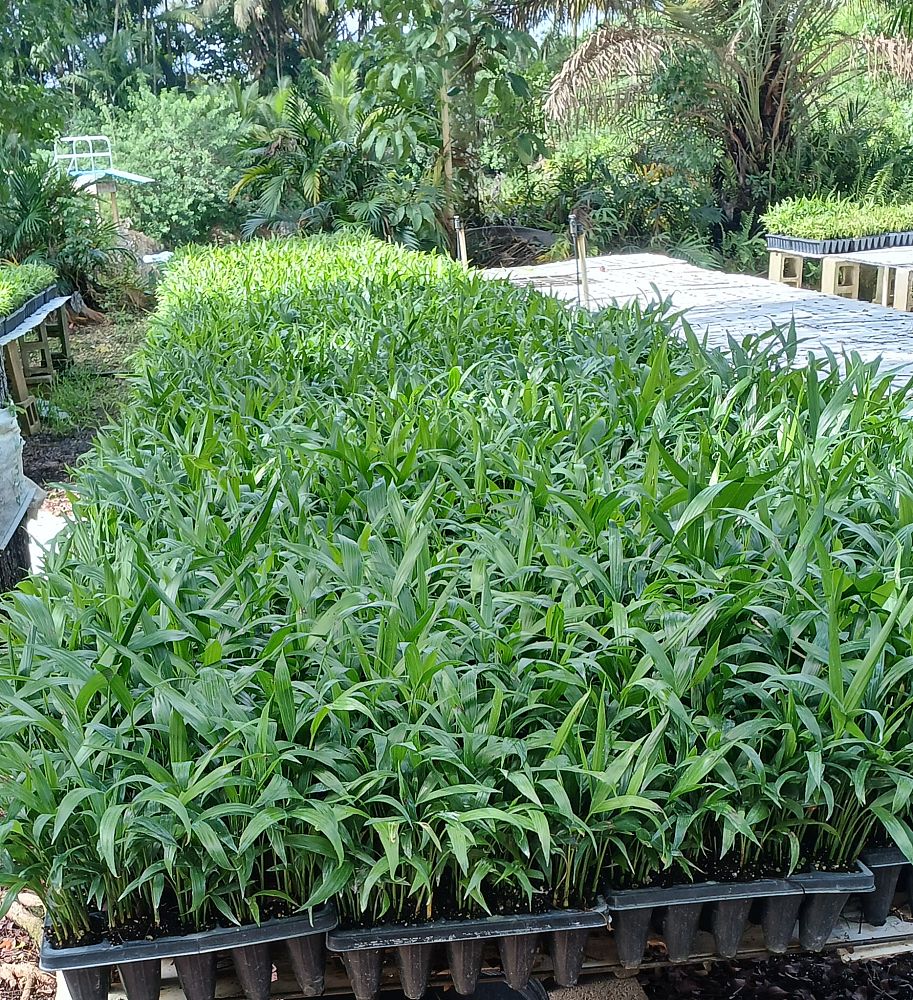 chamaedorea-cataractarum-cat-palm