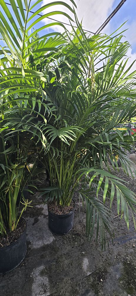 chamaedorea-cataractarum-cat-palm