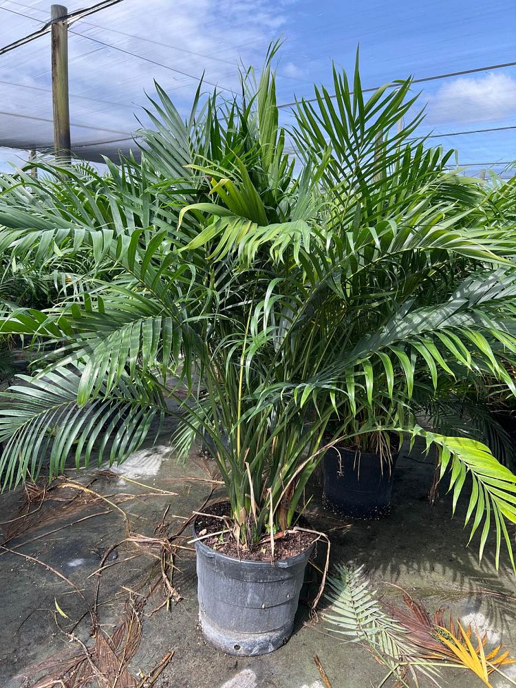 chamaedorea-cataractarum-cat-palm