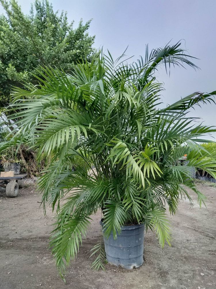 chamaedorea-cataractarum-cat-palm