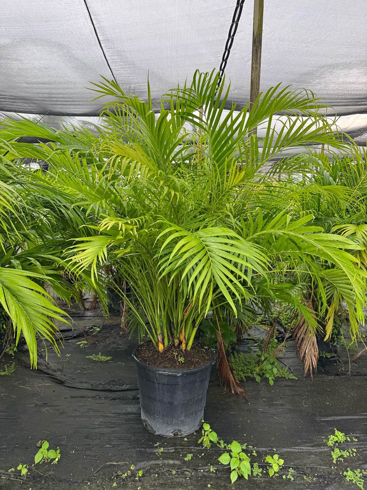 chamaedorea-cataractarum-cat-palm