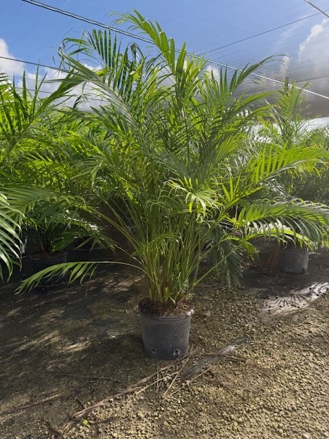 chamaedorea-cataractarum-cat-palm