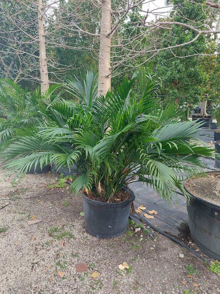 chamaedorea-cataractarum-cat-palm