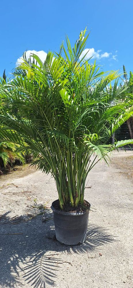 chamaedorea-cataractarum-cat-palm