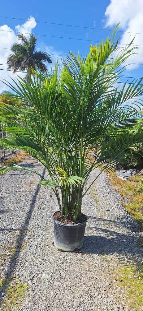 chamaedorea-cataractarum-cat-palm