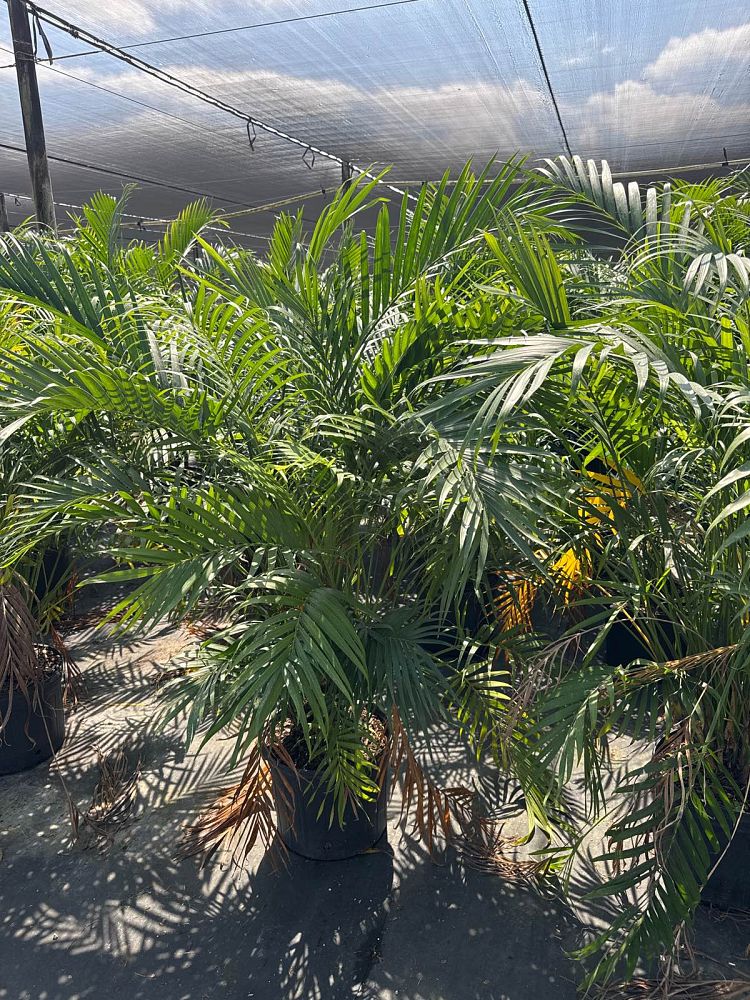 chamaedorea-cataractarum-cat-palm