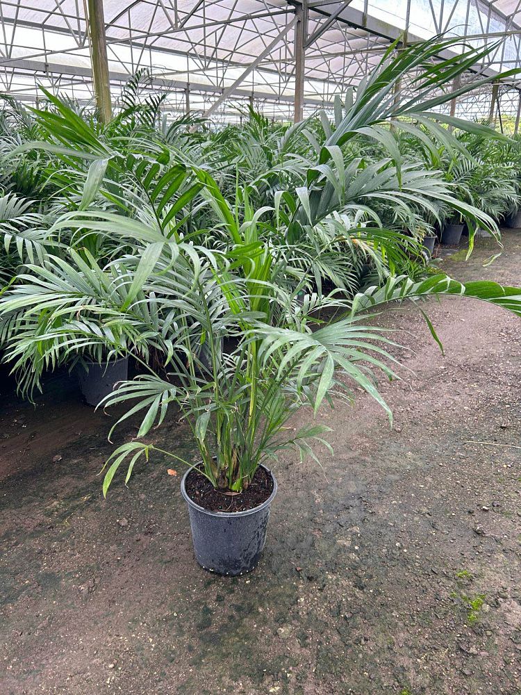 chamaedorea-cataractarum-cat-palm