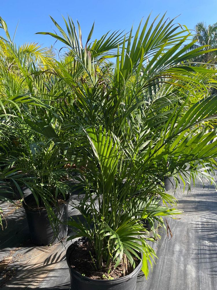 chamaedorea-cataractarum-cat-palm
