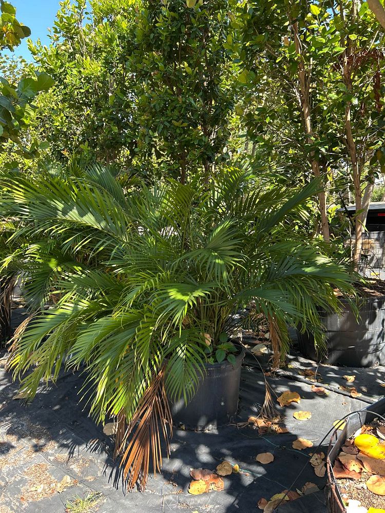 chamaedorea-cataractarum-cat-palm