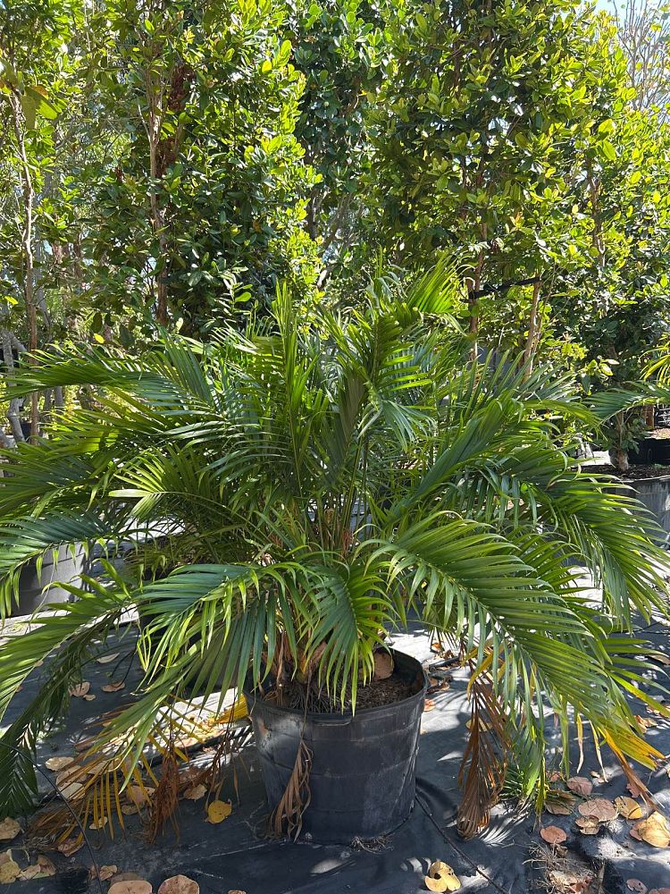chamaedorea-cataractarum-cat-palm