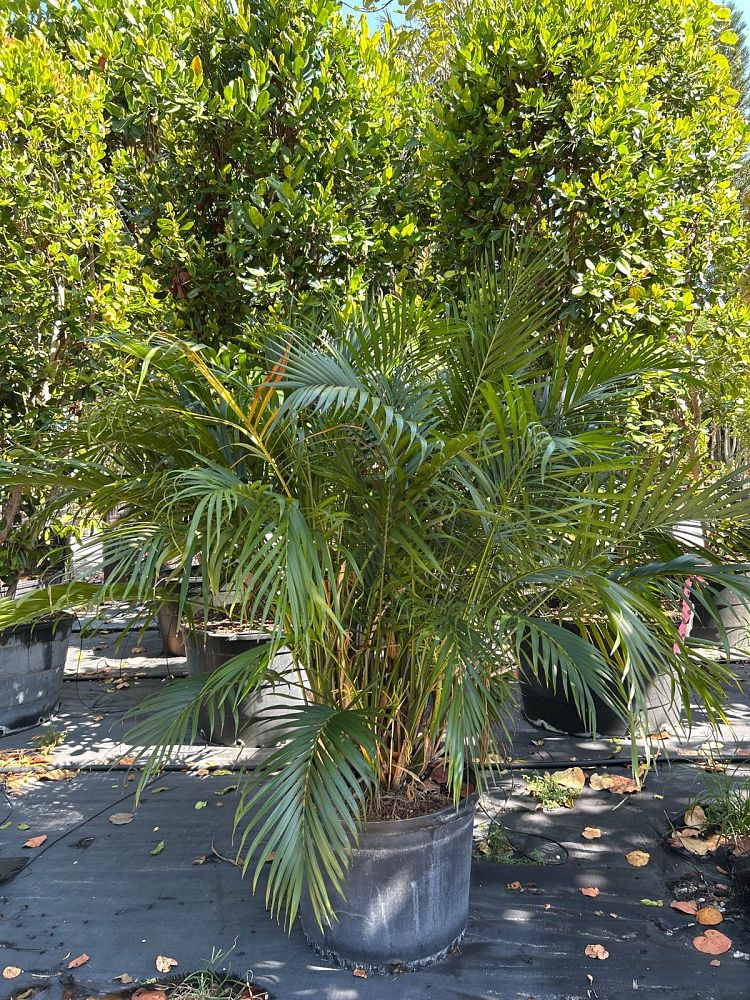 chamaedorea-cataractarum-cat-palm