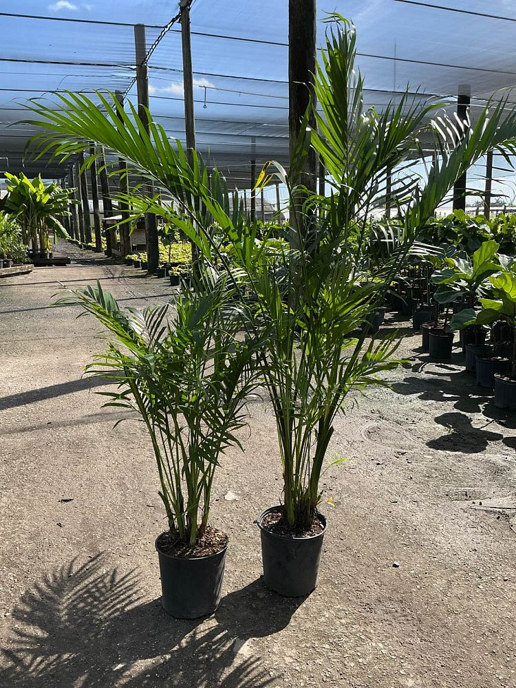 chamaedorea-cataractarum-cat-palm
